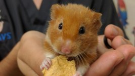 Hamster-Bakiminda-10-Kural-7120.jpg Hamster-Bakiminda-10-Kural-7120.jpg