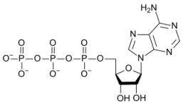 320px-ATP_structure.svg.png 320px-ATP_structure.svg.png