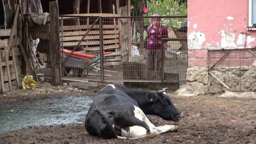 Şap Hastalığı Virüsü Kendini Hızlı Güncelliyor: Uzmanlardan "Yeni Varyant" Endişesi
