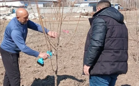 Çiftçilerimize Yönelik Uygulamalı Meyve Ağaçlarında Budama Eğitimleri Sürüyor