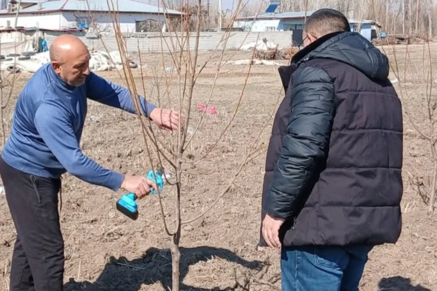 Çiftçilerimize Yönelik Uygulamalı Meyve Ağaçlarında Budama Eğitimleri Sürüyor